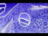Bacteriën / Bacteria - Listeria Listeriosis
