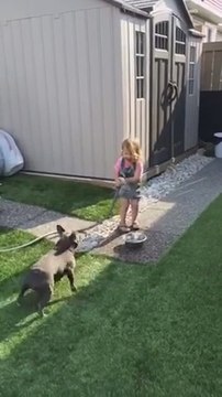 Little girl entertains French Bulldog with water hose