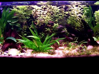 55 gallon dirt set up step by step