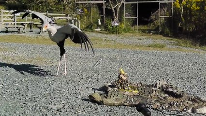 ヘビクイワシのキック、はじめてのヘビに警戒中