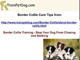 Border Collie Training - Stop Your Dog From Chasing and Stalking