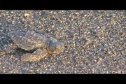 Turtle Release in Monterrico - Liberación de tortugas en Monterrico