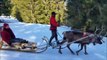 Vosges - Ballade en traîneau tiré par un renne - Lac Blanc 2015