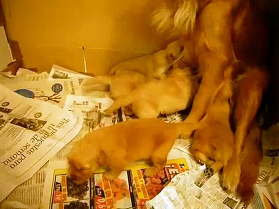 Una Golden amamanta