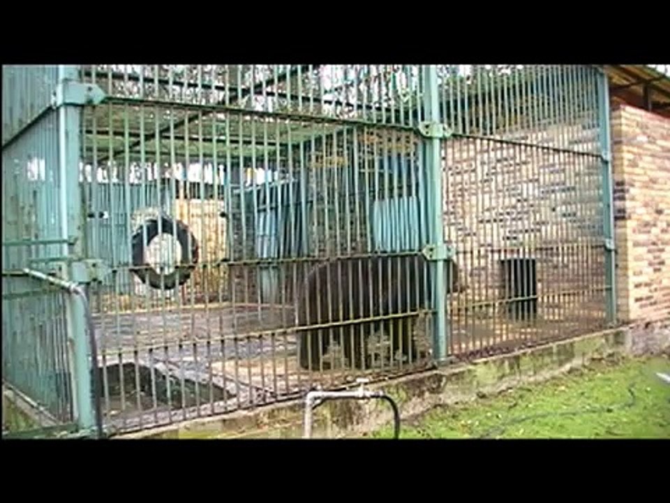 Niedźwiedzie w niewoli w Polsce (captive bears in Poland)
