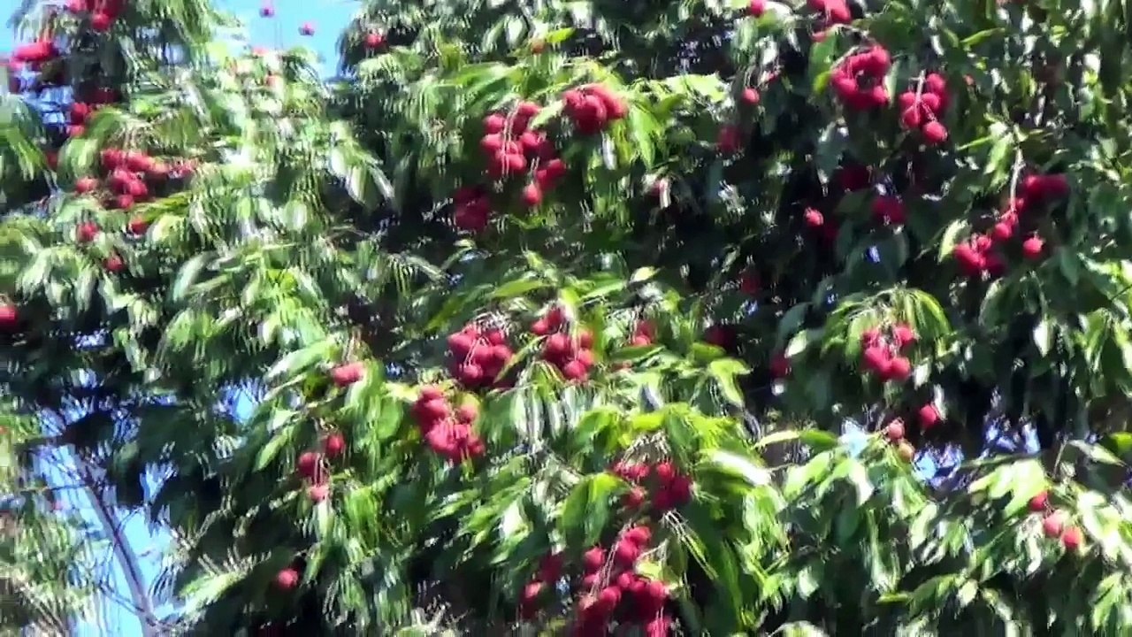 Fruits Of Bangladesh- Lychee/ Litchi