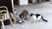 Голод не тетка енотиха ворует еду  =Raccoon stole food from the cat=
