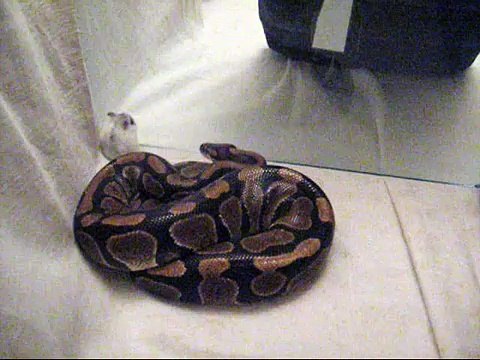 Wąż Pyton królewski Tytus zjada chomika, Python regius