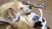 Video 40: Murkin the dog playing with cute adorable calico kitten