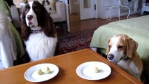 english springer spaniel & beagle enjoying  healty treats