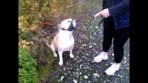 Aggressive Amstaff(american staffordshire terrier) ATTACK English Bulldog!!!!!!!!