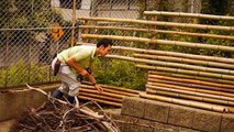 緑化を通り越しジャングル化したエリアに カピバラ家族突入 (Capybara in little jungle)