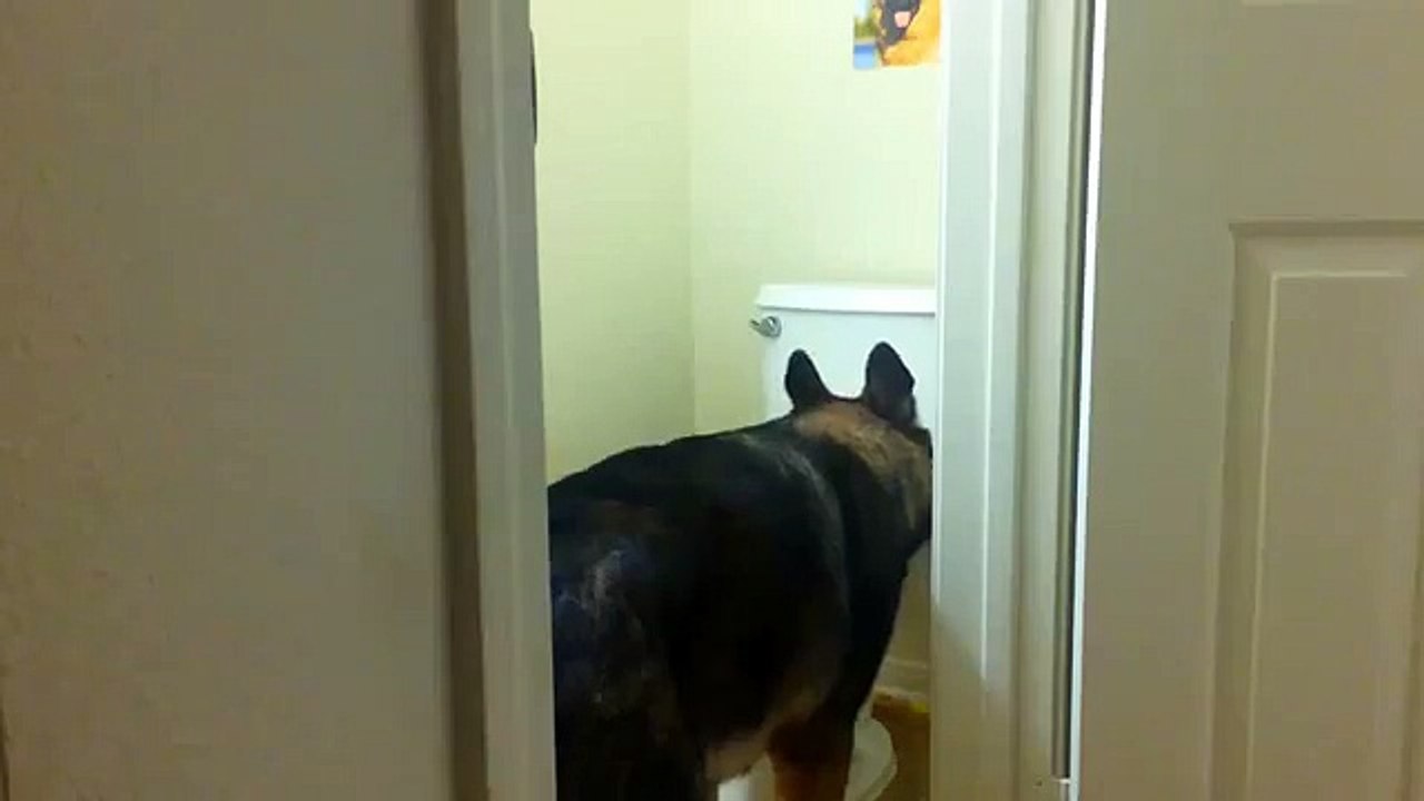 Baron the german shepherd using the toilet!