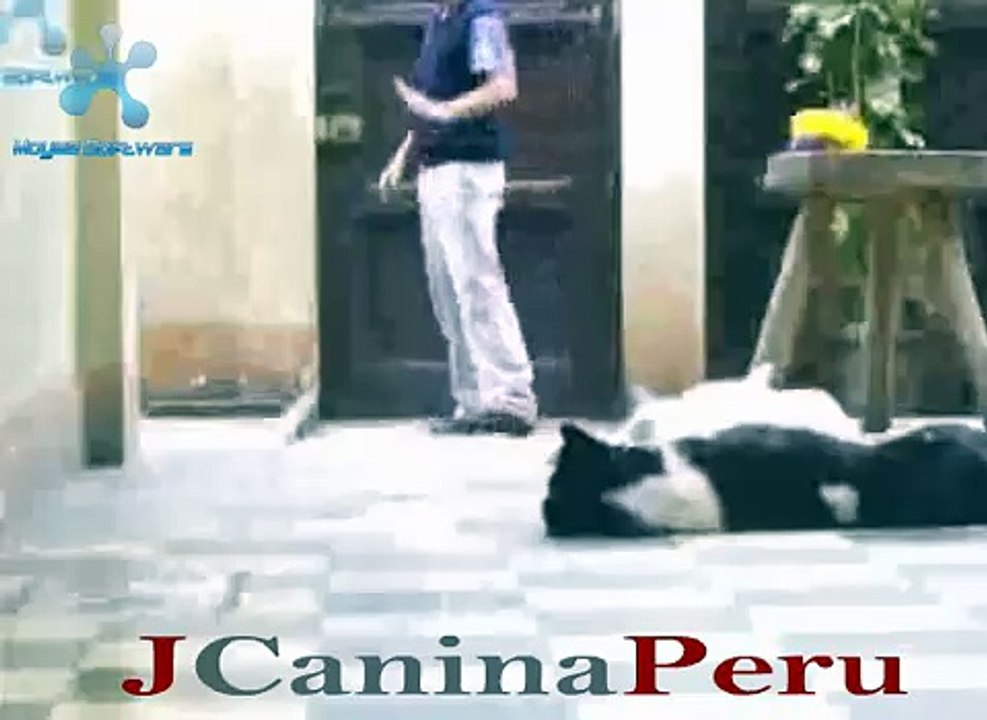 OBEDIENCIA BASICA CANINA