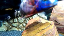 Epic Mixed African Cichlids Tank Close & Personal HD