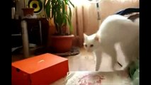 Les chats font que des bêtises (ou pas)