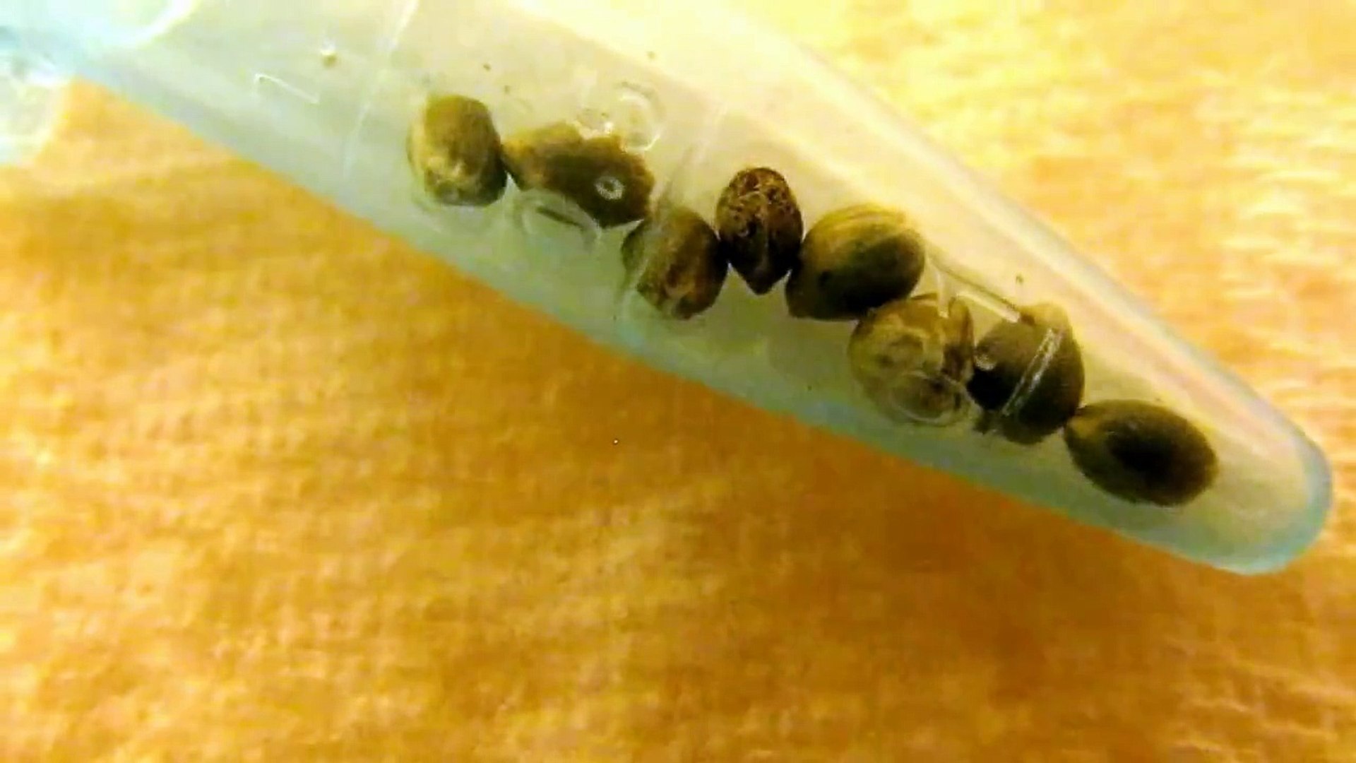 ⁣Germinate Marijuana seeds guaranteed