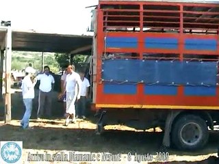 Arrivo in stalla - Diamante Nerone 8 Agosto 2009 - Associazione Carro dei Giovani Portocannone