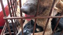 Stop the YuLin Dog Meat Festival ( 停止廣西玉林狗肉节)_2