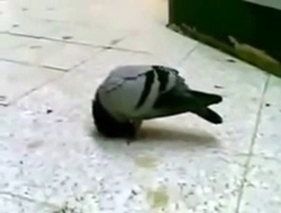 Miracle - Pigeon is prostrating Towards Ka'aba