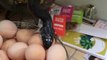 Couple Finds Hungry Snake Devouring An Egg On Their Kitchen Counter