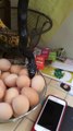 Couple Finds Hungry Snake Devouring An Egg On Their Kitchen Counter