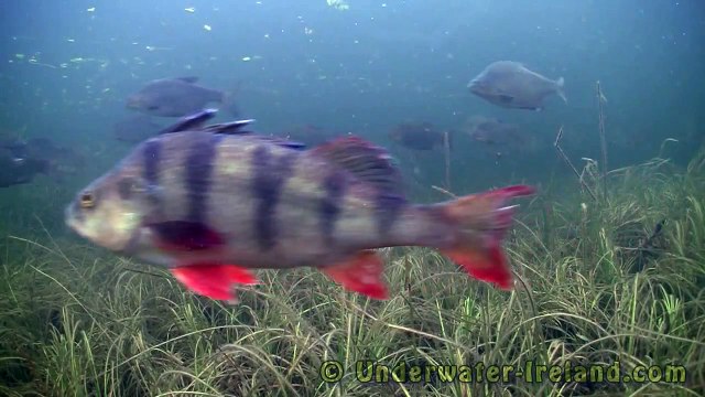 Busy traffic underwater. Static fish cam. Bream & pike. HD.