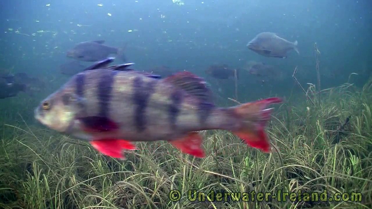 Busy traffic underwater. Static fish cam. Bream & pike. HD.