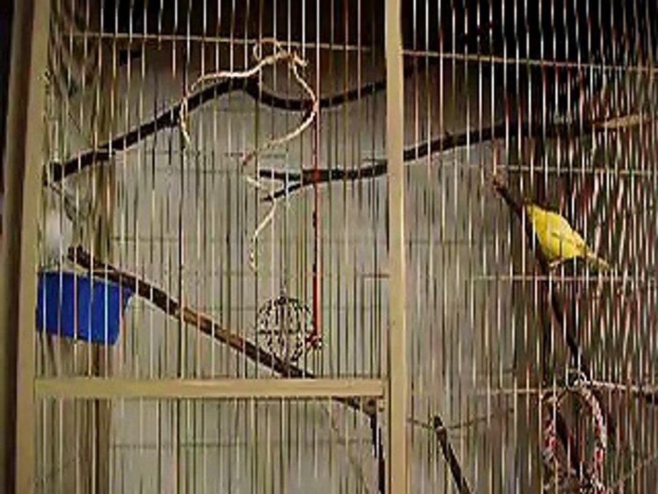 My Canary Singing 1
