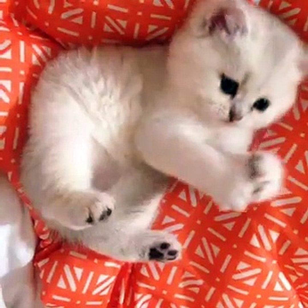 Dakota Feliland British Shorthair Black Silver Shaded Www