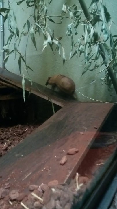 Pauvre tatou en galère sur une planche de bois... ça patine un peu!