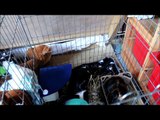 Guinea pig Cage Cleaning and Cage Tour 2015
