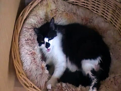 Katie the Cat giving birth to kittens