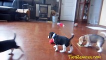 Buy a Beagle Puppy Pocket Beagles Cute Tiny Puppies For Sale