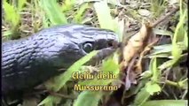 Clelia eats Bothrops Directors Cut