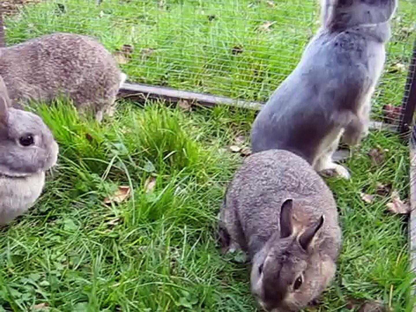 Four rabbits