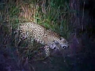 Onça Pintada Jaguar