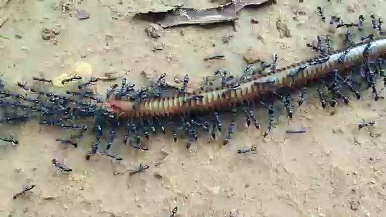 L'ingéniosité des fourmis