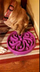 DOG BOWL FOR FAST EATER