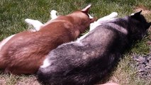 Two Napping Siberian Huskies - Mishka and Laika