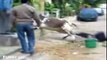 Cow & lamp fighting in different place