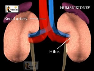 Kidney - Excretory System -