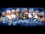 Biggest Bully blue pitbull puppy ever: Big Gemini Kennels, blue pitbull puppies