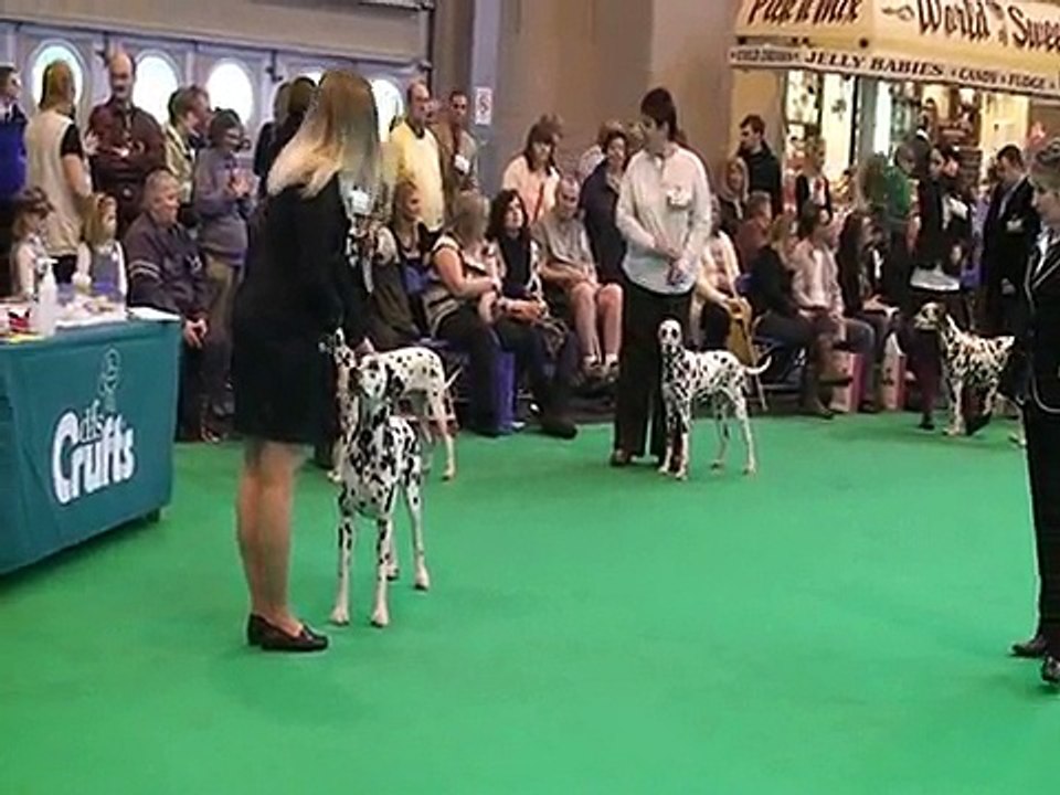 Crufts 2010 dalmatians junior bitches