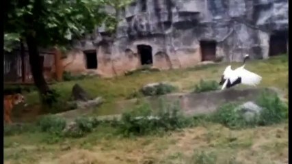 Crane Fight Off Attacks By Tigers - Miscellaneous Videos