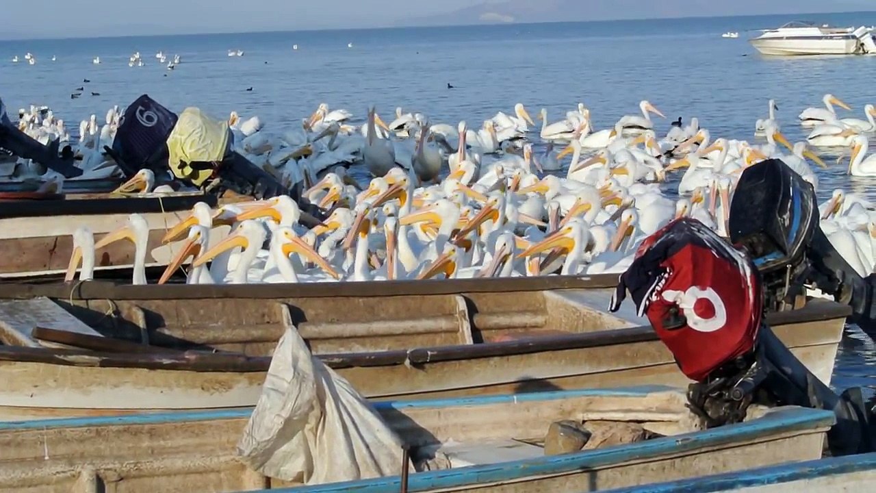 Hermosura de pelícanos en el Lago de Chapala ¡Últimos días|