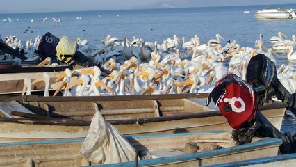 Hermosura de pelícanos en el Lago de Chapala ¡Últimos días|
