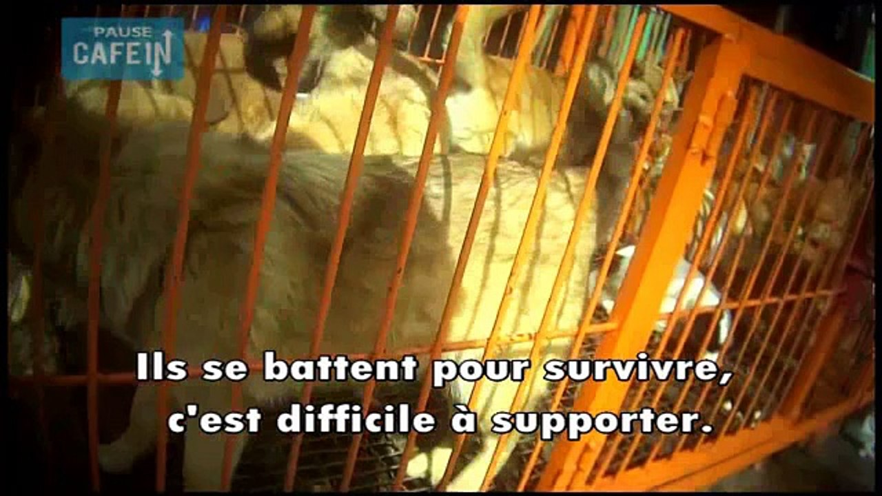 57 chiens allaient être mangés, ils sont sauvés par une association