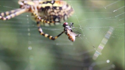 כסופי דק (רב) פסים - Wasp Spider