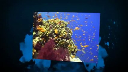 How To Dose Fauna Marin Ultra Balling Light Trace